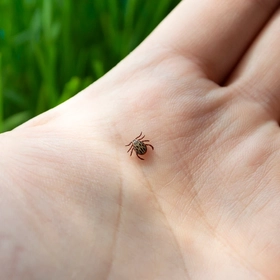 Страховка от клеща в КВТ «Бионика»